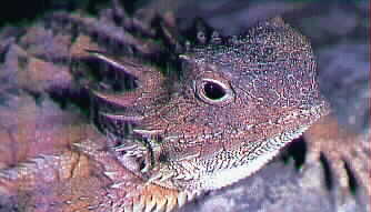 Iguana or Lizard