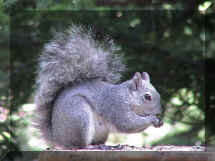 Squirrels love peanuts.