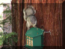 Squirrels love peanuts.