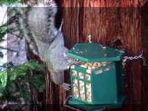 Squirrels love peanuts.